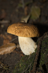 Funghi del Piemonte