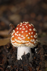 Funghi del Piemonte