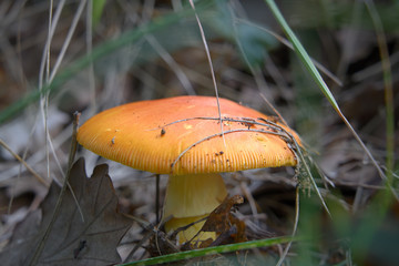 Funghi del Piemonte