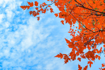 Autumn leaves tree branches against the sky. Autumn landscape natural background. Horizontal frame