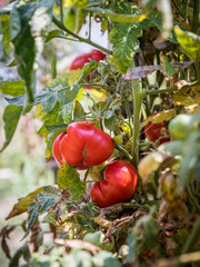 Red and green tomatoes grow on twigs summer. Ripe natural tomatoes growing on a branch in a greenhouse. Ripe garden organic tomatoes ready for picking.