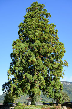 Wellingtonia-Mamutbaum, Stans, Nidwalden, Schweiz