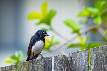 Willy Wagtail