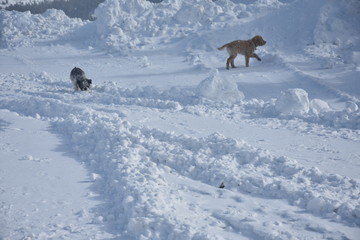 Puppy Playing in the Snow