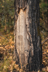 ragged tree bark in the forest
