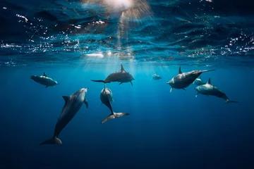Rolgordijnen Spinner dolphins underwater in ocean © artifirsov
