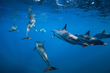 Spinner dolphins underwater in Indian ocean at Mauritius