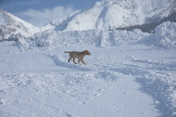 Puppy Playing in the Snow