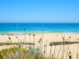 Reeds by the beach