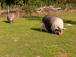 Hängebauchschwein im Freilauf auf der Wiese.
