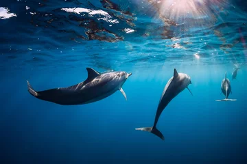 Foto op Aluminium Spinnerdolfijnen onder water in blauwe oceaan met licht © artifirsov