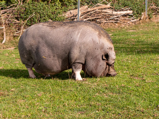 Hängebauchschwein im Freilauf auf der Wiese.