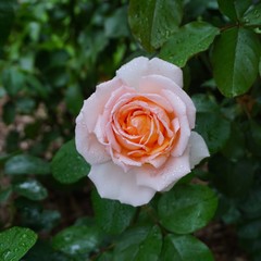 beautiful pink rose flower in autumn in the garden