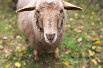 Curious young sheep looking in to the camera, shallow depth of field, focus on the sheep's nose.
