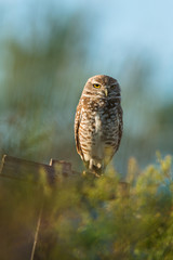 Beautiful nature scene with Burrowing owl (Athene cunicularia). Wildlife shot of Burrowing owl (Athene cunicularia) on branch. Burrowing owl (Athene cunicularia) in the nature habitat.