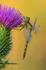 Beautiful nature scene with dragonfly Vagrant darter (Sympetrum vulgatum). Macro shot of dragonfly on the flower. Dragonfly in the nature habitat.