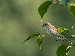 Beautiful nature scene with Red-backed Shrike (Lanius collurio). Wildlife shot of Red-backed Shrike (Lanius collurio) on branch. Red-backed Shrike (Lanius collurio) in the nature habitat.
