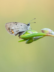Beautiful nature scene with butterfly Short-tailed Blue (Cupido argiades) (family Lycaenidae). Macro shot of butterfly on the grass. Butterfly in the nature habitat.
