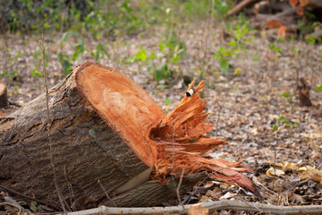 Stump of trees that were cut during deforestation