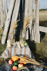 pumpkins in autumn on the grass on nature against the background of a wooden fence