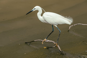 The great egret or Ardea alba, also known as the common egret sitting at branch