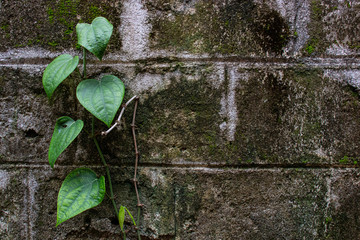 Pepper plant on a vintage background 