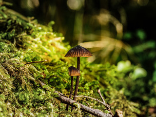 Spitzkegeliger Kahlkopf