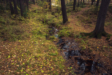 Cedar Log Park in Surgut