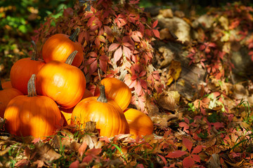 pumpkins outdoor background. fall concept