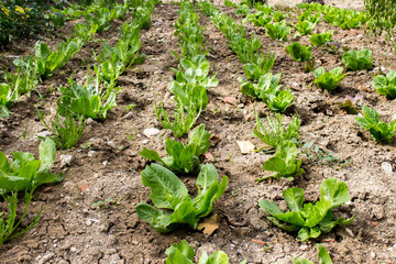 organic farming, lettuce, endive and salad plants grown naturally without fertilizing