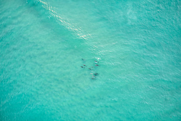 Naklejka premium Pod of wild dolphins swimming through blue water in Australia 