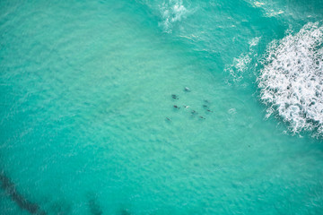Pod of wild dolphins swimming through blue water in Australia 