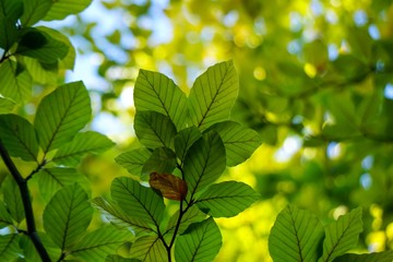 Fototapeta na wymiar green tree leaves textured in the nature in autumn