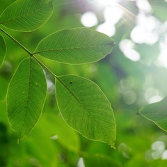 green tree leaves textured in the nature in autumn