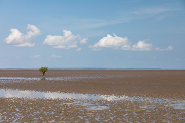 lone mangrove on mudflat at low tide with blue sky