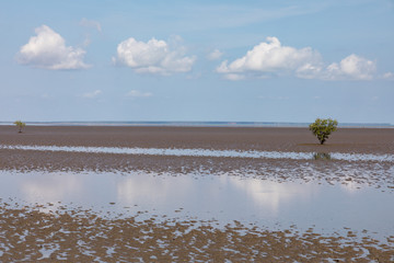 lone mangrove on mudflat at low tide with blue sky