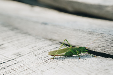 green locust on an old wooden surface