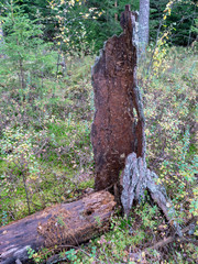 picture with old and broken tree stump