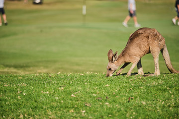 Wild Kangaroo on golf course with people playing golf, Australia