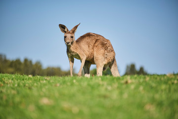 Wild Kangaroo on golf course with people playing golf, Australia