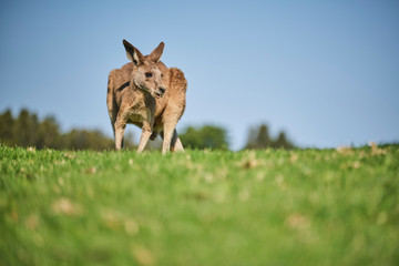 Wild Kangaroo on golf course with people playing golf, Australia