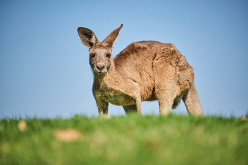 Wild Kangaroo on golf course with people playing golf, Australia