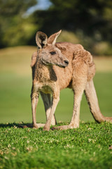 Wild Kangaroo on golf course with people playing golf, Australia