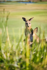 Wild Kangaroo on golf course with people playing golf, Australia