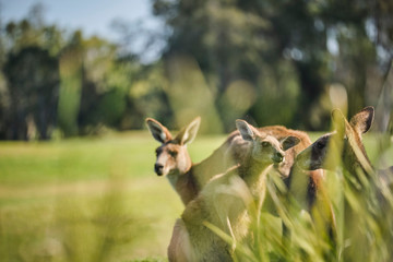 Wild Kangaroo on golf course with people playing golf, Australia