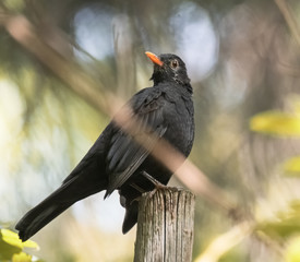 Amsel im Sonnenschein