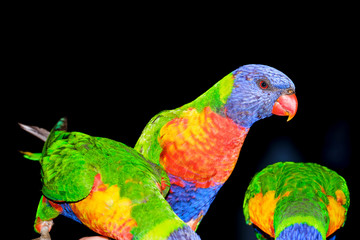 Family of wild rainbow lorikeets feeding with black background in portrait style image and lots of detail