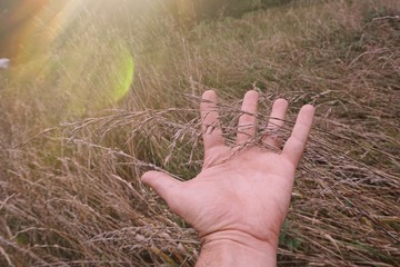 hand feeling the plants in the nature in autumn