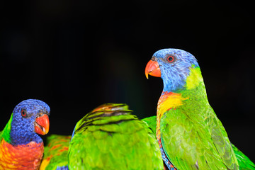 Family of wild rainbow lorikeets feeding with black background in portrait style image and lots of detail
