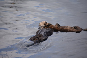 Fototapeta premium Sea Otter Floating in Morro Bay with Baby sea otter